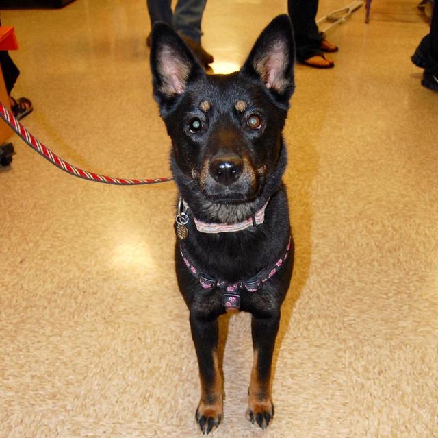 Stella