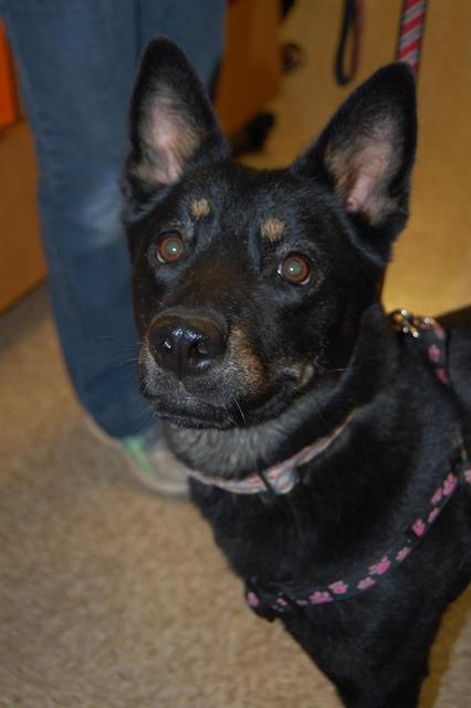 Stella