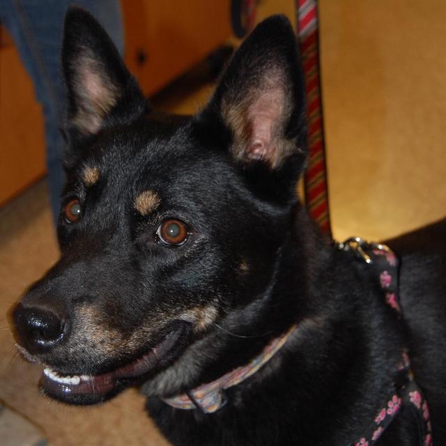 Stella