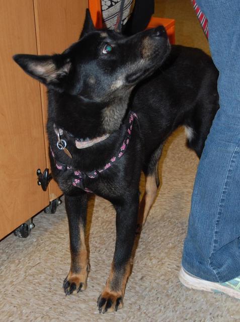 Stella