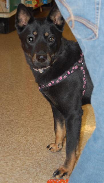 Stella