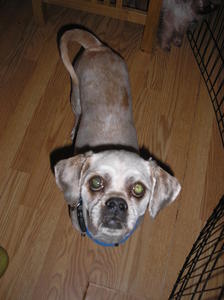 Taro