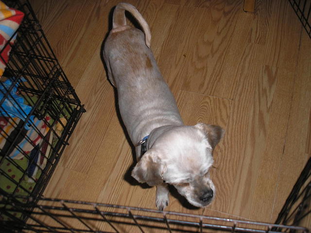 Taro