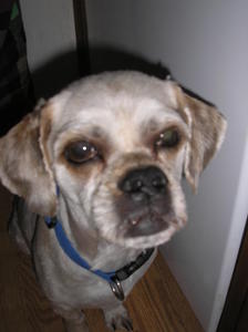 Taro
