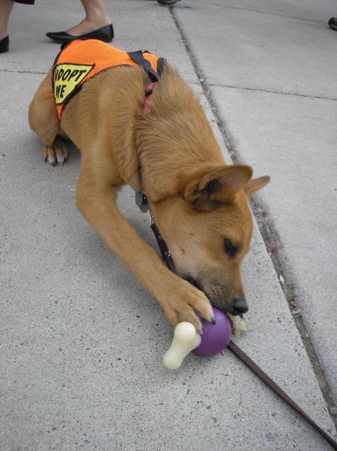 CoyoteToyFun