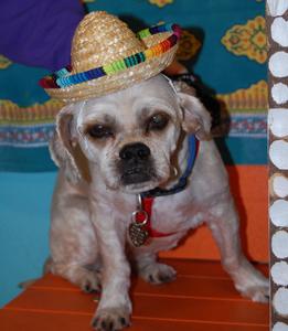 Taro