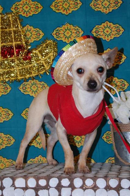 Frito