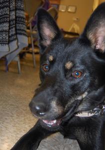 Stella