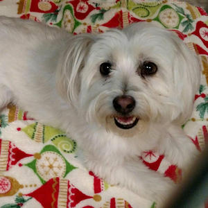 Braxton - Adopted!