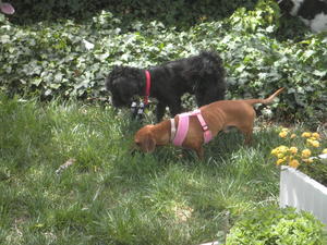 Toby and Snoop Dach