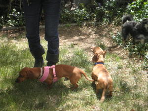 Sir Pinkster and Snoop Dach