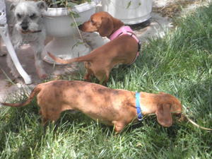 Sir Pinkster and Snoop Dach