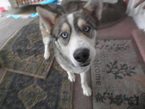 Jake
