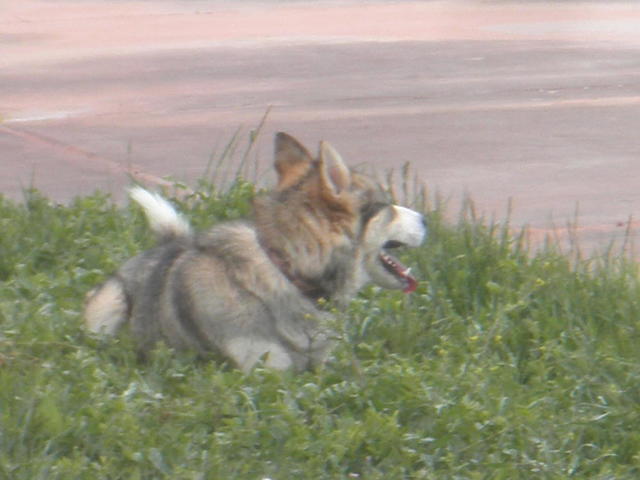 Jake