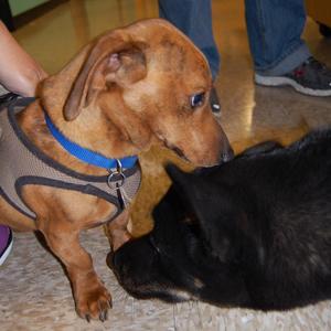 Pinkster and Stella