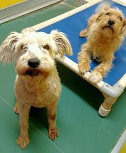 Allister and Spencer