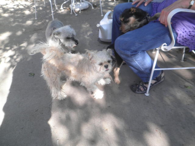 Toby