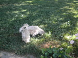 Toby