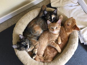 Luna, Poppy, Ginny, and Fred