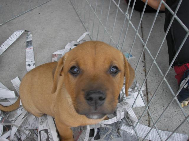 RustyCuteFace
