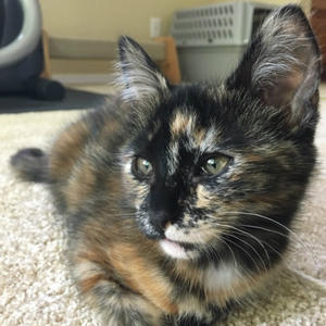 Luna Lovegood - "Harry Potter Kitten" - Adopted