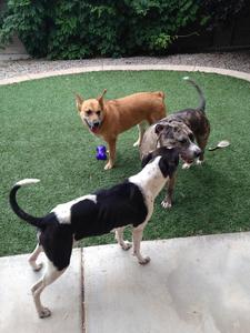 Harper and Friends
