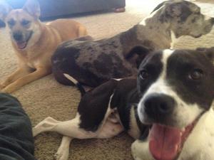 Harper and Friends