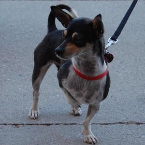 Chimama - Adopted