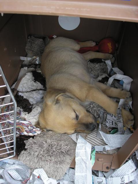 TuffyNap