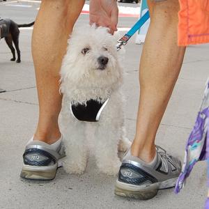 Cesar the Bichon