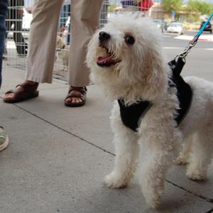 Cesar the Bichon