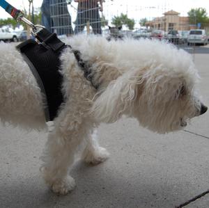 Cesar the Bichon