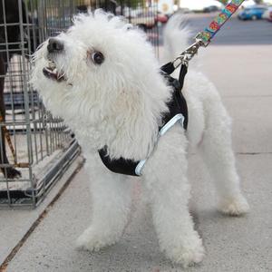 Cesar the Bichon