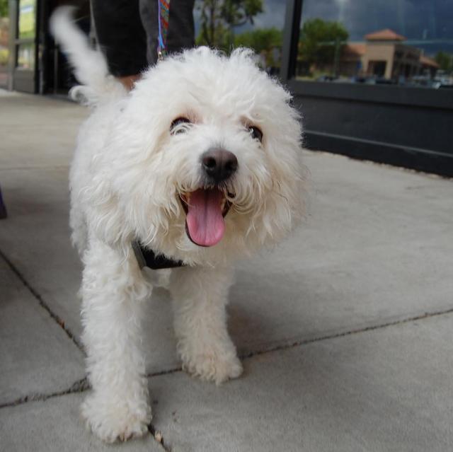 Cesar the Bichon