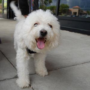 Cesar the Bichon