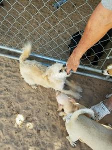 Katiedid and Tuffy