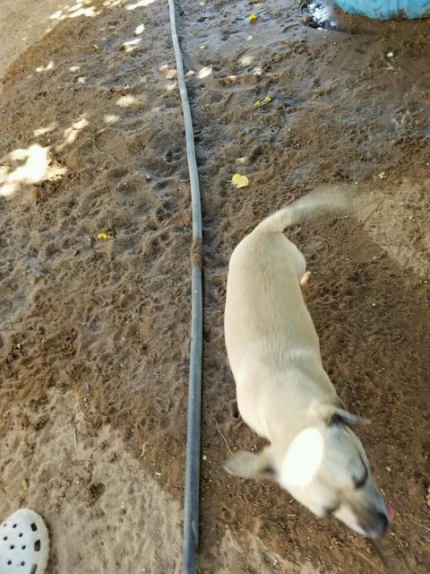 Tuffy