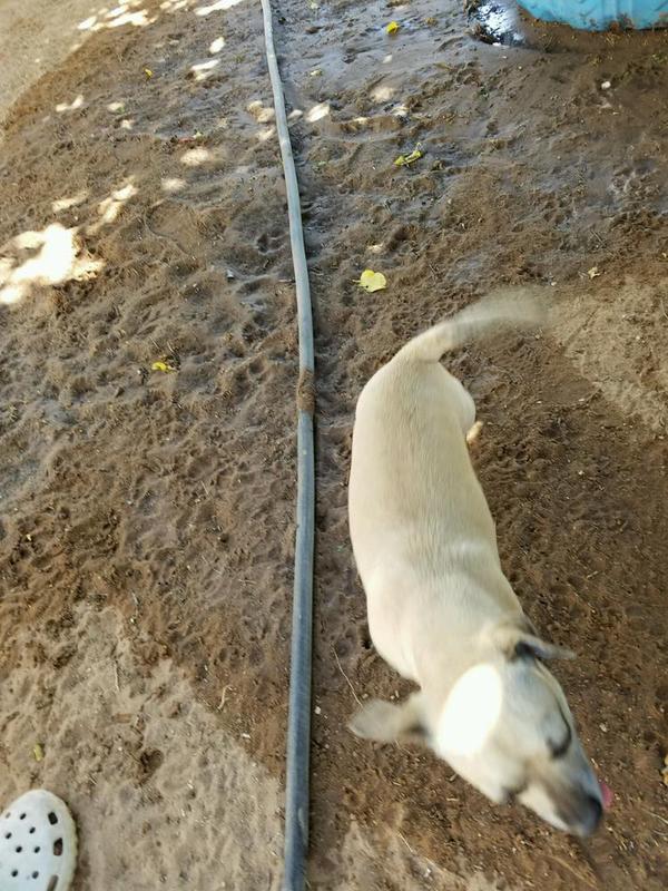 Tuffy
