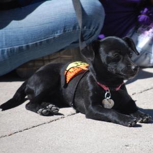 Sissy's Puppies - Harley - Adopted