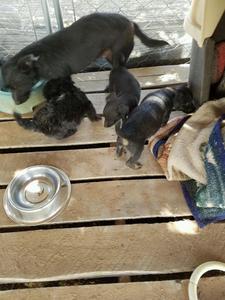 Sissy and Pups