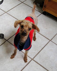 SammyShortHair