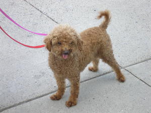 Sammy - Adopted!
