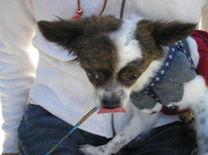 LittleDogYummyTreat