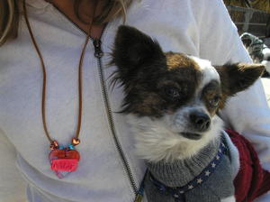 LittleDogFaceLookLeft