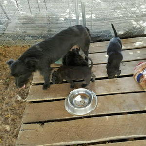 Sissy's Puppies - Diablo - Adopted