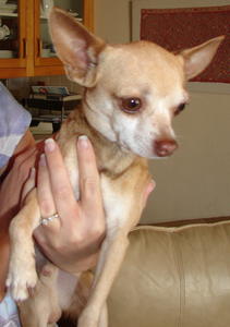 Peanut - Adopted!