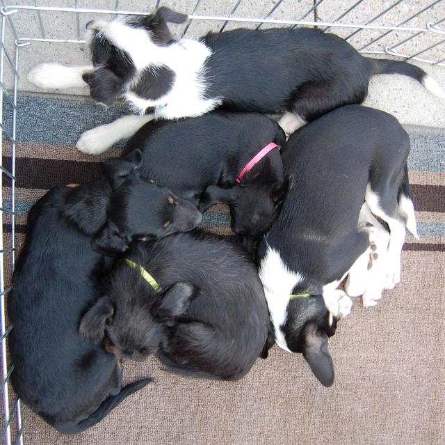 mollys and sissys pups