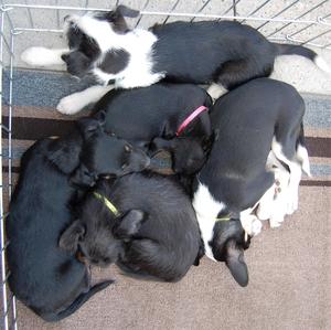 mollys and sissys pups