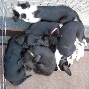 mollys and sissys pups
