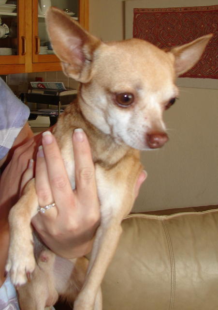 Peanut - Adopted!